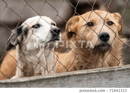 Dogs at the homeless dog shelter. Abandoned dogs 71841315