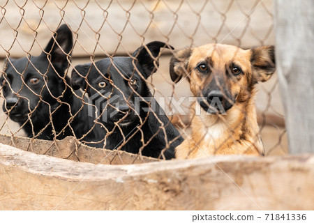 Dogs at the homeless dog shelter. Abandoned dogs 71841336