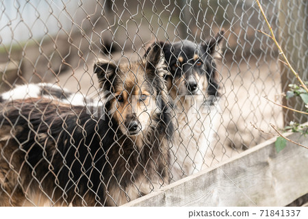 Dogs at the homeless dog shelter. Abandoned dogs 71841337