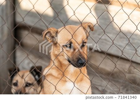 Dogs at the homeless dog shelter. Abandoned dogs 71841340