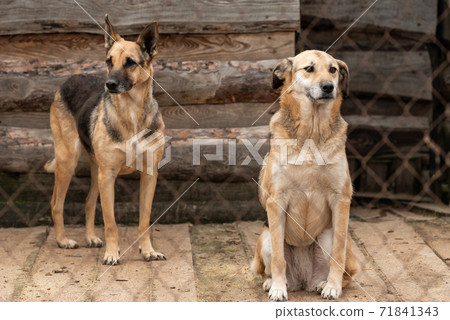Dogs at the homeless dog shelter. Abandoned dogs 71841343