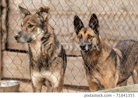 Dogs at the homeless dog shelter. Abandoned dogs Dogs at the homeless dog shelter. Abandoned dogs 71841355