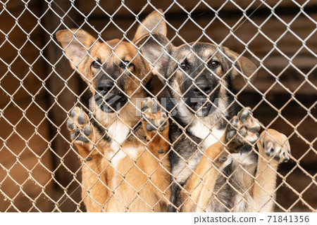 Dogs at the homeless dog shelter. Abandoned dogs 71841356