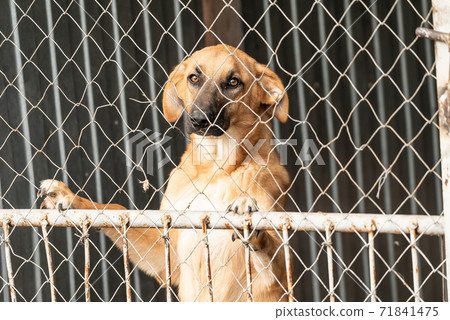 Homeless dog in a shelter for dogs 71841475