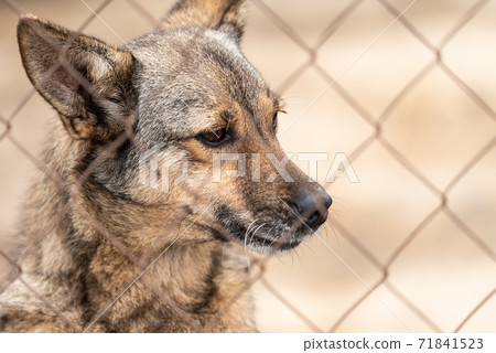 Homeless dog in a shelter for dogs Homeless dog in a shelter for dogs 71841523
