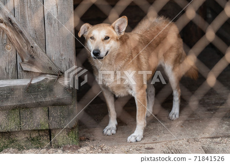 Homeless dog in a shelter for dogs Homeless dog in a shelter for dogs 71841526