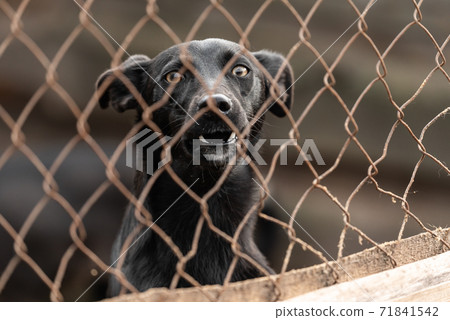 Homeless dog in a shelter for dogs 71841542