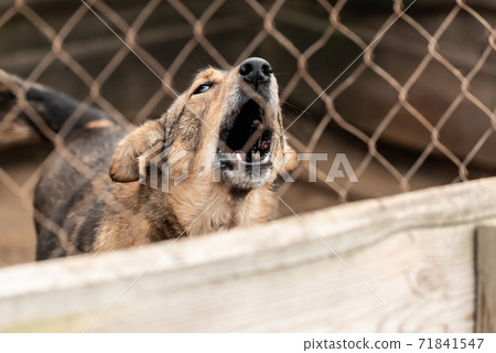 Homeless dog in a shelter for dogs 71841547