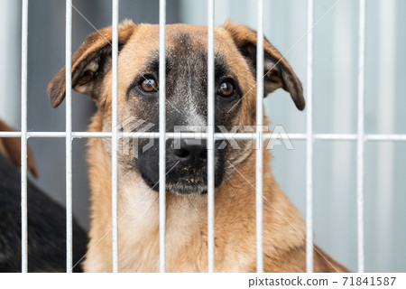 Homeless dog in a shelter for dogs 71841587