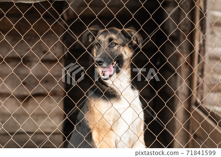 Homeless dog in a shelter for dogs Homeless dog in a shelter for dogs 71841599