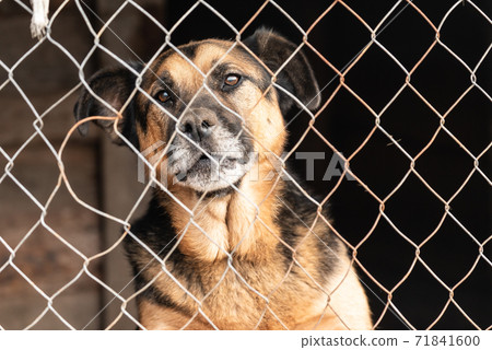 Homeless dog in a shelter for dogs Homeless dog in a shelter for dogs 71841600