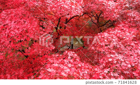 被紅色包圍 被紅色包圍 71841628