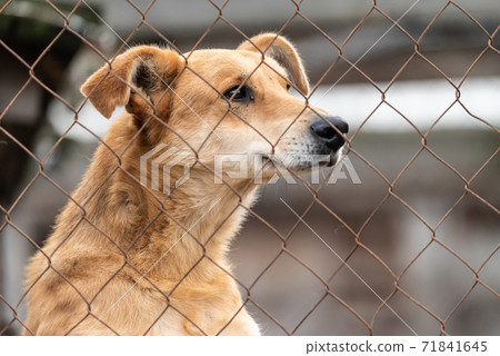 Homeless dog in a shelter for dogs 71841645