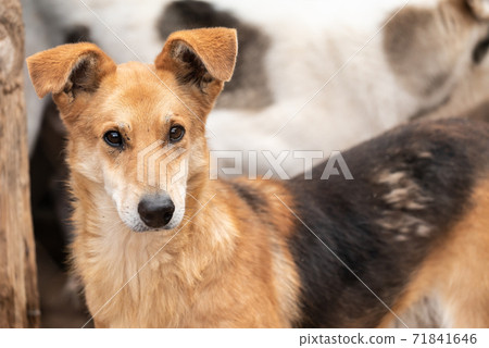 Homeless dog in a shelter for dogs 71841646