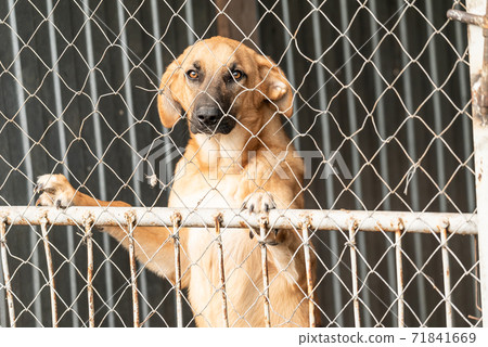 Homeless dog in a shelter for dogs - Stock Photo [71841669] - PIXTA