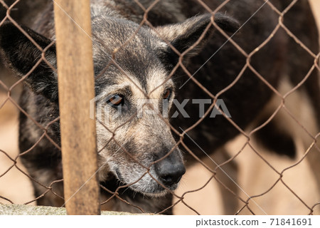 Homeless dog in a shelter for dogs 71841691