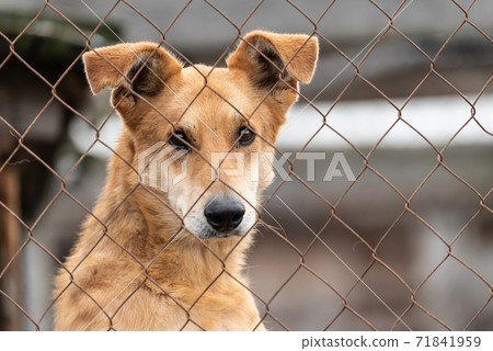 Homeless dog in a shelter for dogs Homeless dog in a shelter for dogs 71841959