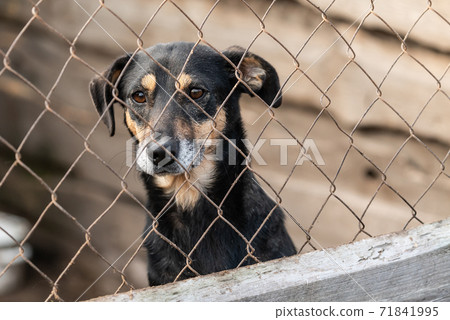 Homeless dog in a shelter for dogs Homeless dog in a shelter for dogs 71841995