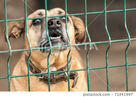 Homeless dog in a shelter for dogs Homeless dog in a shelter for dogs 71841997