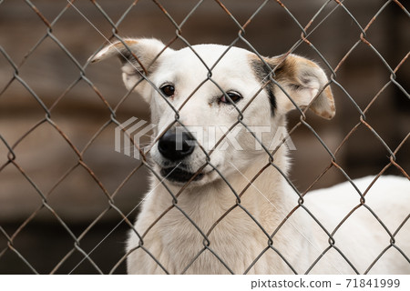Homeless dog in a shelter for dogs Homeless dog in a shelter for dogs 71841999
