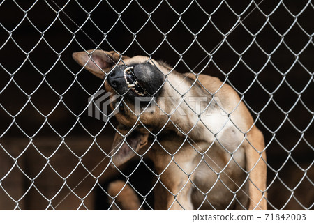 Homeless dog in a shelter for dogs Homeless dog in a shelter for dogs 71842003