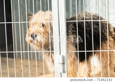 Homeless dog in a shelter for dogs Homeless dog in a shelter for dogs 71842142