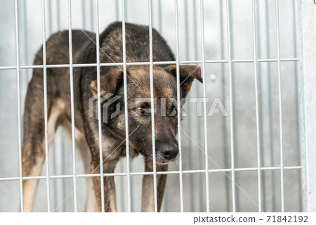 Homeless dog in a shelter for dogs Homeless dog in a shelter for dogs 71842192