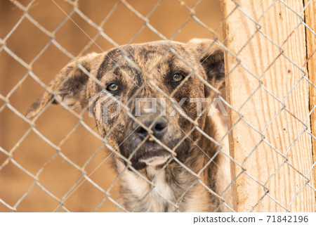 Homeless dog in a shelter for dogs Homeless dog in a shelter for dogs 71842196