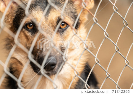 Homeless dog in a shelter for dogs Homeless dog in a shelter for dogs 71842265