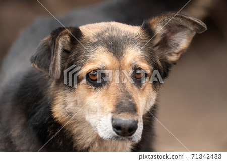 Homeless dog in a shelter for dogs Homeless dog in a shelter for dogs 71842488