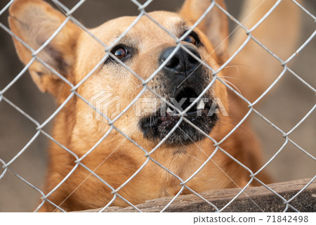 Homeless dog in a shelter for dogs 71842498