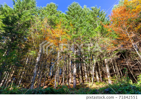 Carpathians. Autumn colorful forest. 71842551