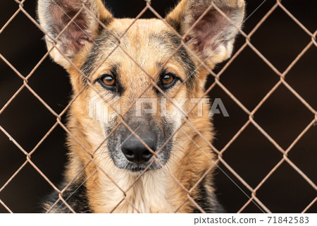 Homeless dog in a shelter for dogs 71842583