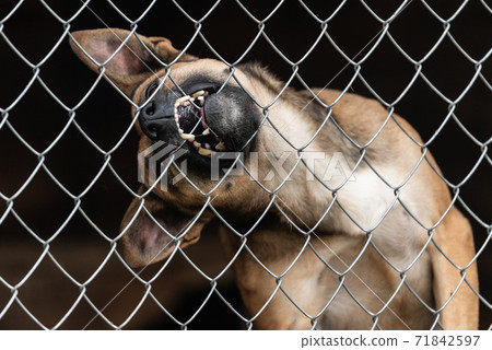 Homeless dog in a shelter for dogs Homeless dog in a shelter for dogs 71842597