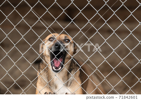 Homeless dog in a shelter for dogs 71842601