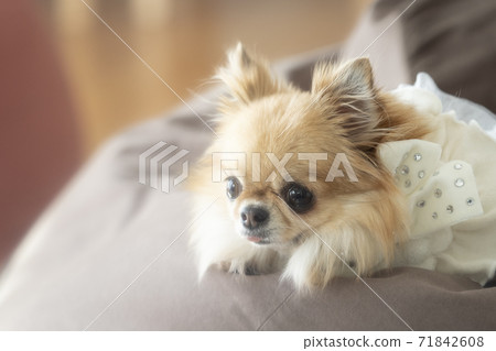 Chiwawa在墊子上 71842608