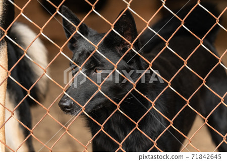 Homeless dog in a shelter for dogs Homeless dog in a shelter for dogs 71842645