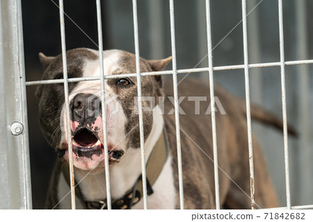 Homeless dog in a shelter for dogs Homeless dog in a shelter for dogs 71842682