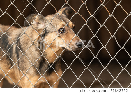 Homeless dog in a shelter for dogs Homeless dog in a shelter for dogs 71842752