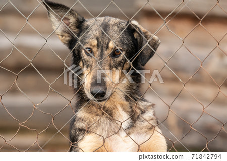 Homeless dog in a shelter for dogs 71842794