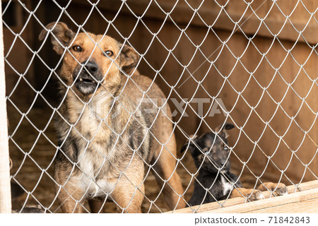 Homeless dog in a shelter for dogs Homeless dog in a shelter for dogs 71842843