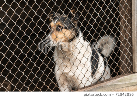 Homeless dog in a shelter for dogs 71842856