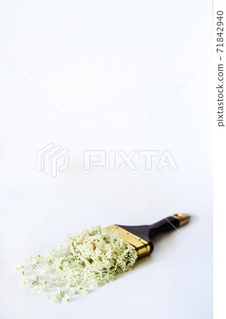 Paint brush strewn with small white flowers on a white isolated background Paint brush strewn with small white flowers on a white isolated background 71842940