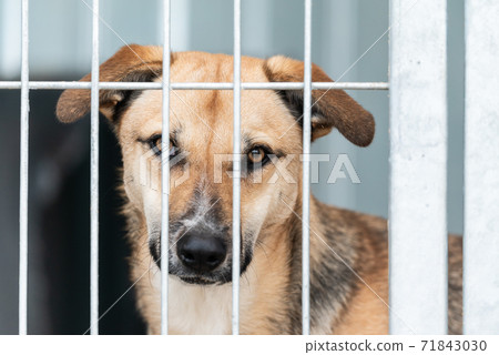 Homeless dog in a shelter for dogs 71843030