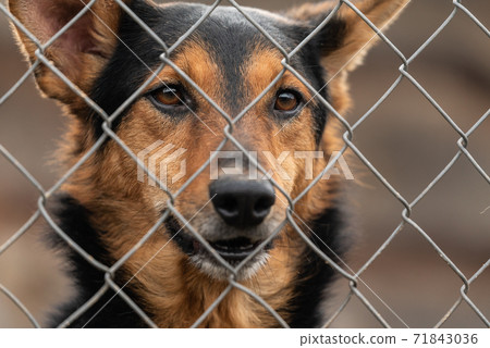 Homeless dog in a shelter for dogs 71843036