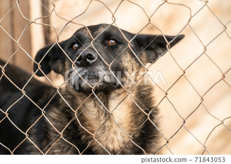 Homeless dog in a shelter for dogs 71843053