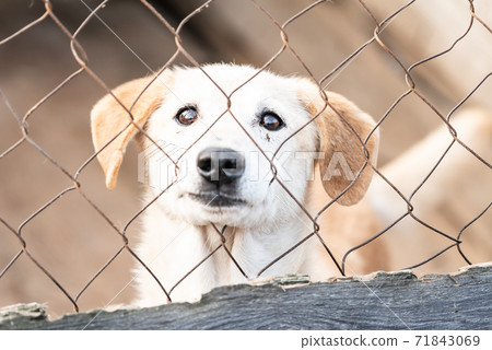 Homeless dog in a shelter for dogs 71843069