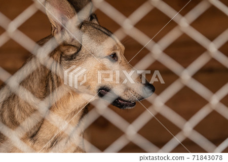 Homeless dog in a shelter for dogs Homeless dog in a shelter for dogs 71843078