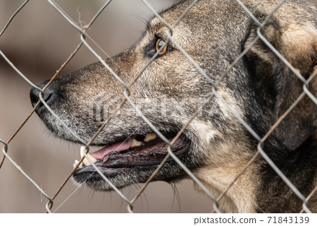 Homeless dog in a shelter for dogs Homeless dog in a shelter for dogs 71843139