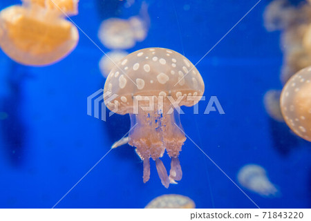 Kurage Puka Puka Kurage Puka Puka 71843220